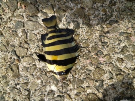 サビキ釣り、ハギング