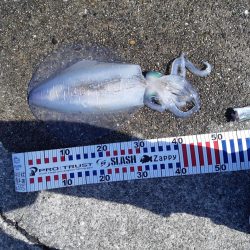 先週に釣れたので朝まず目だけ狙いで、