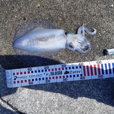 先週に釣れたので朝まず目だけ狙いで、