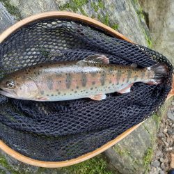 北茨城で渓流釣り