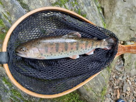 北茨城で渓流釣り