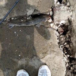 念願のフラット！！！(エイ以外)