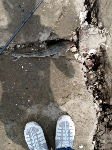 念願のフラット！！！(エイ以外)