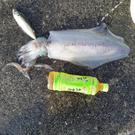 四週連続同じ場所へ