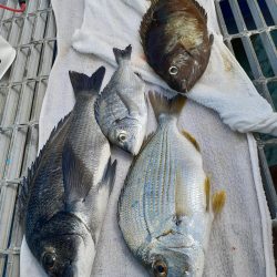 海釣り公園フカセ釣り