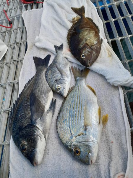 海釣り公園フカセ釣り