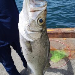 サビキとちょい投げ