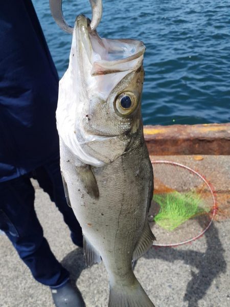 サビキとちょい投げ