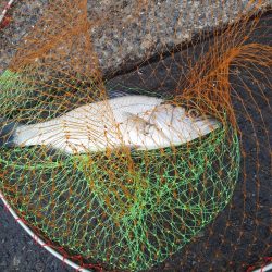 サビキからの泳がせ