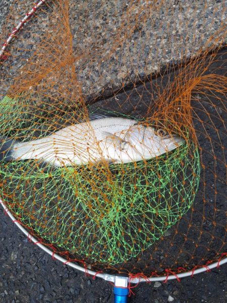 サビキからの泳がせ