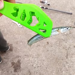 えんぴつサヨリ