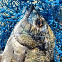 久しぶりのフカセにて。