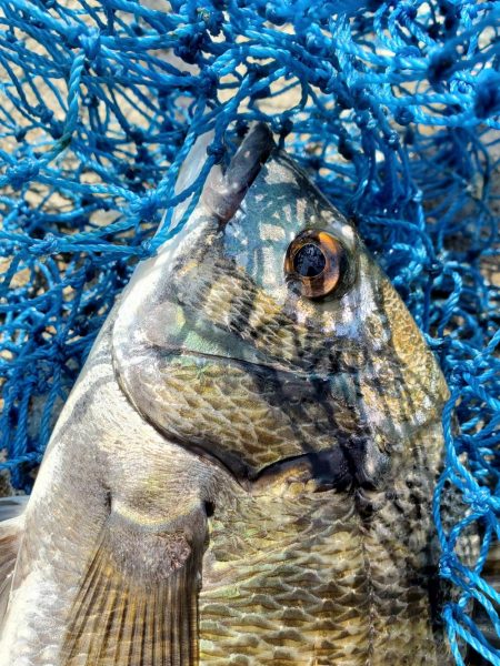 久しぶりのフカセにて。