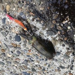 エギングシーズン到来