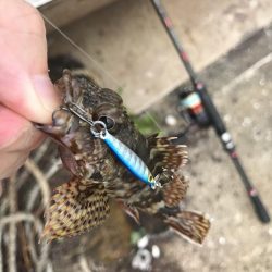 マイクロジグでガシラ釣り