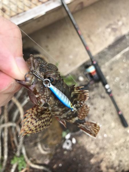 マイクロジグでガシラ釣り