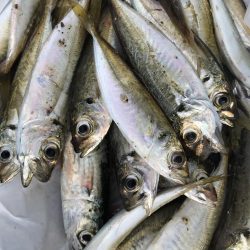 久しぶりの平磯