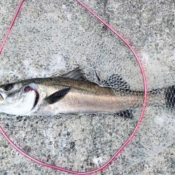 沼島遠征釣行でシーバス