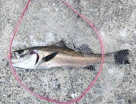 沼島遠征釣行でシーバス