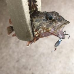 マイクロジグでガシラGET