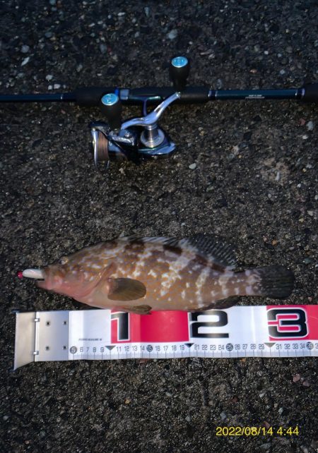 キジハタからの