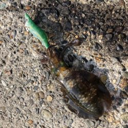 朝マヅメエギング