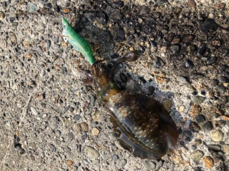 朝マヅメエギング