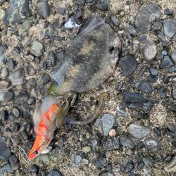 高浜アオリイカ新子調査。