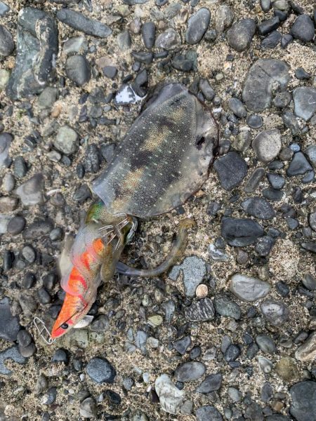 高浜アオリイカ新子調査。