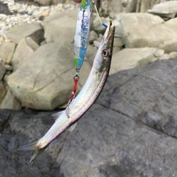 久しぶりに徳島で釣り