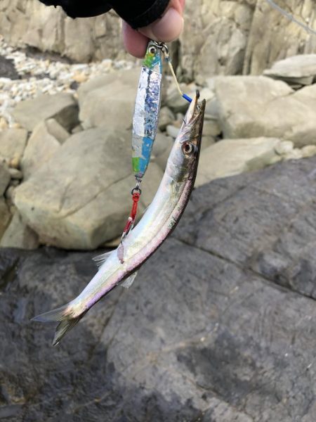 久しぶりに徳島で釣り