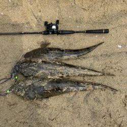 宮津マゴチ祭り