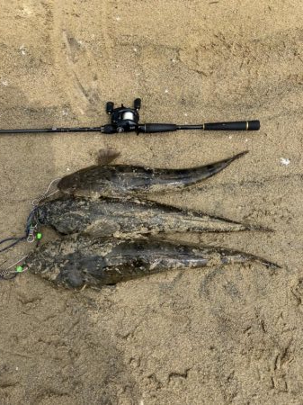 宮津マゴチ祭り