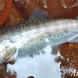 今シーズン最終釣行、支流で良型
