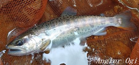 今シーズン最終釣行、支流で良型