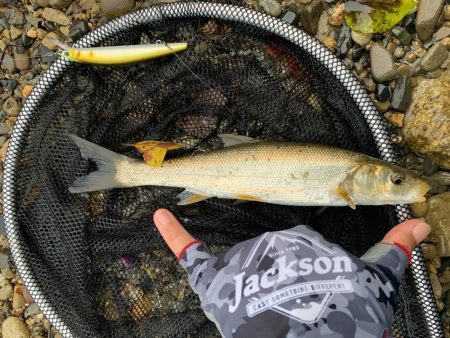 鮎イング>* ))))><…