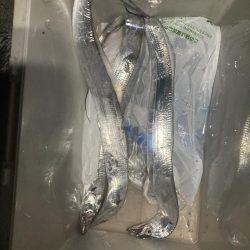 タチウオからのアオリイカ爆釣