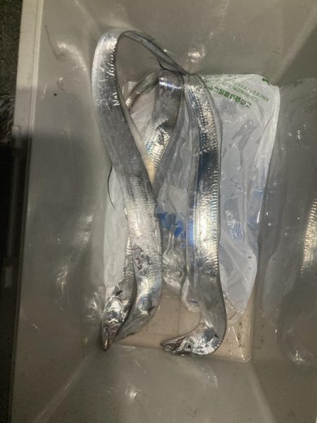 タチウオからのアオリイカ爆釣