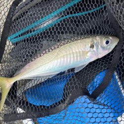 淋しい釣果が続く