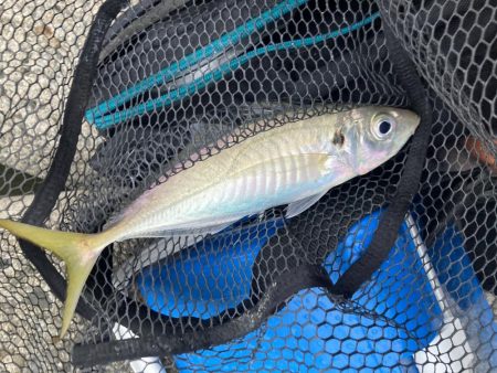 淋しい釣果が続く