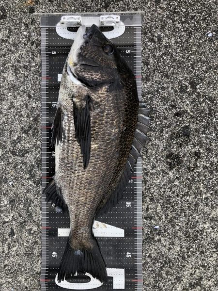 イチノ兄弟、釣果！