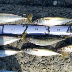 ライトショアジギング