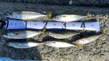 ライトショアジギング