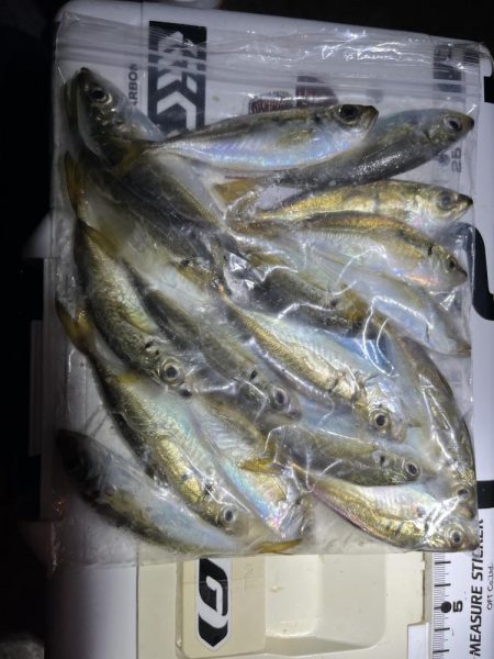 アジング連チャン中