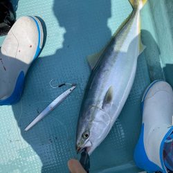 伊島周辺でツバス