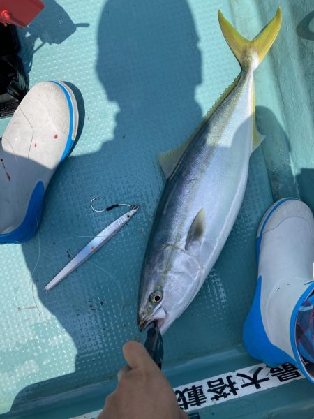 伊島周辺でツバス