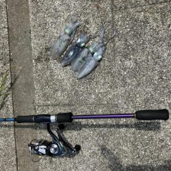 アオリイカ新子調査