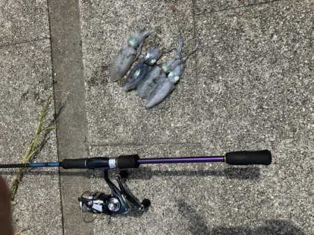 アオリイカ新子調査