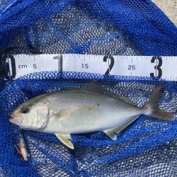 久しぶりのルアー