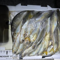 昨夜の好青年と彼女?と親父で楽しいアジング🤗